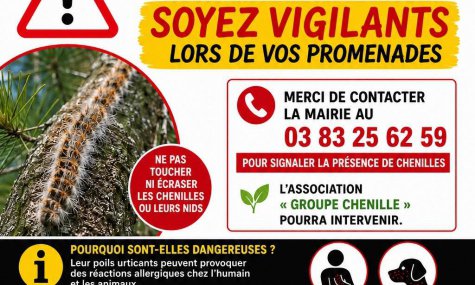 Chenilles processionnaires