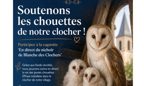 🦉Les chouettes de notre clocher ont besoin d’un petit coup de pouce !