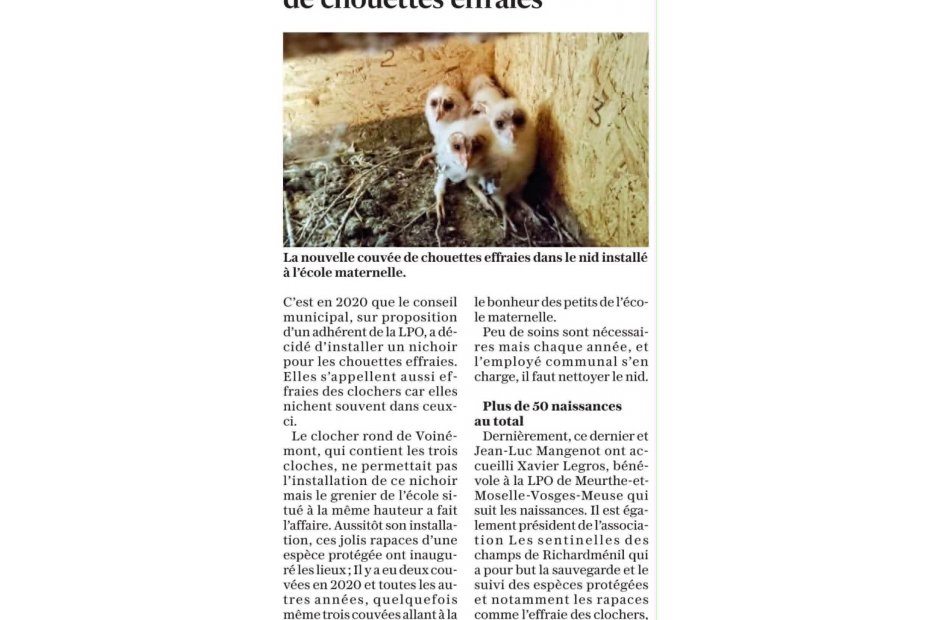 🦉Les chouettes de notre clocher ont besoin d’un petit coup de pouce !