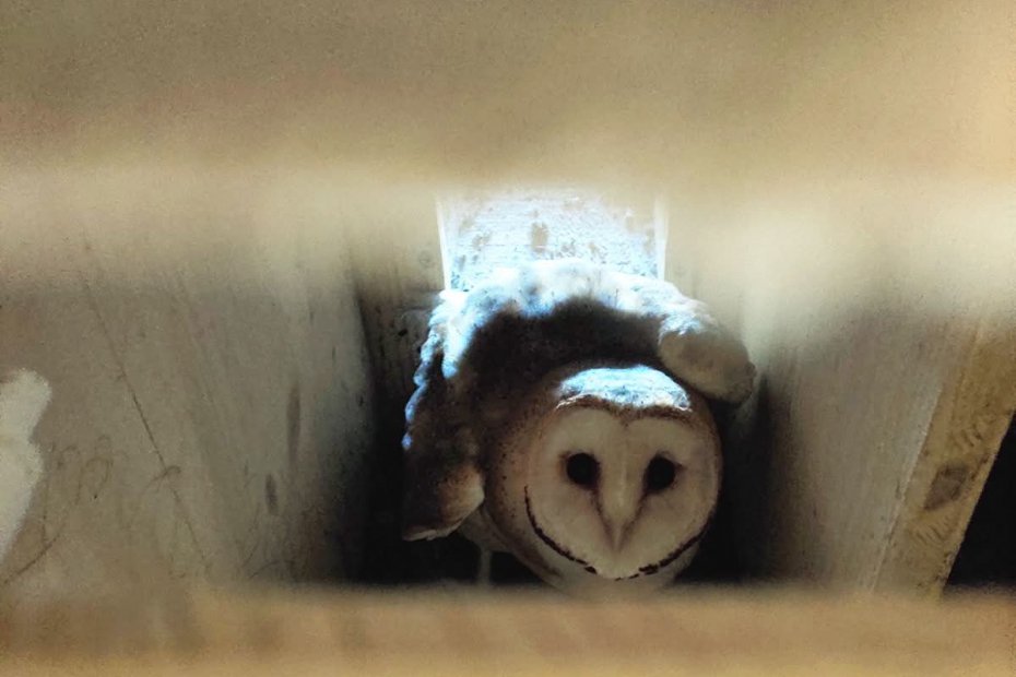 🦉Les chouettes de notre clocher ont besoin d’un petit coup de pouce !